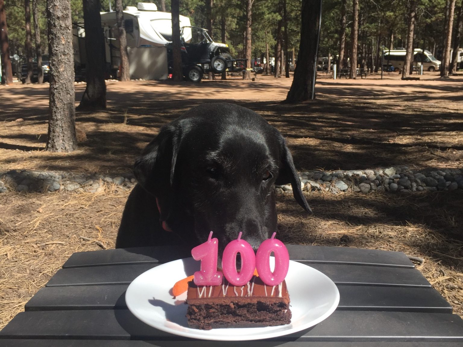 Diamond Campground and RV Park in Woodland Park, CO Shaded by